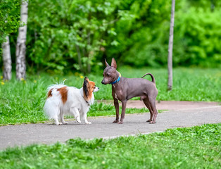 Fototapeta na wymiar white with red Papillon (Continental Toy Spaniel) and American Hairless Terriers dogs meeting on park path