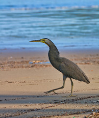 Tiger Heron (Garza Tigre) at the beach in Costa Rica
