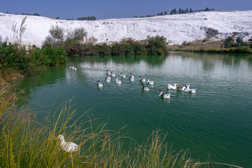 Geese swimming on lake in Pamukkale town of Denizli in Turkey. Ornithology, nobody.