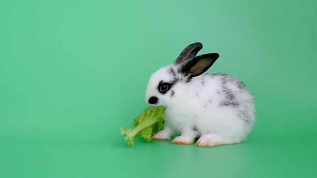 Little white and grey adorable bunny rabbit eat vegetable on green screen or background.