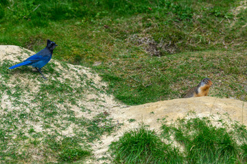 Steller's jay (Cyanocitta stelleri) and a columbian ground squirrel (Urocitellus columbianus) together in Glacier National Park, Rogers Pass area