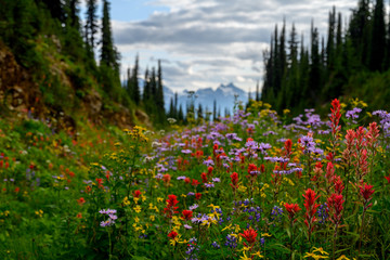 Fototapeta premium Summer meadow edge to edge full of vibrant wildflowers on the Meadows in the Sky Parkway, Mount Revelstoke National Park