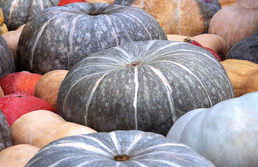 Autumn still life, different varieties of pumpkins (cucurbita pepo). Panorama, ripe vegetables,...