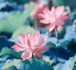 Obrazy na Szkle  kwitnący kwiat lotosu w stawie