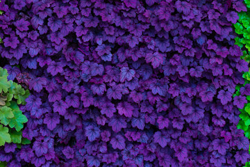 グリーンカーテン