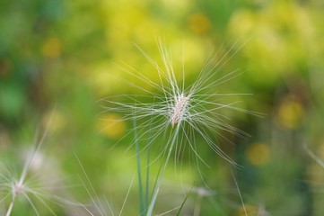 針のようなヒゲを持ったイネ科の植物