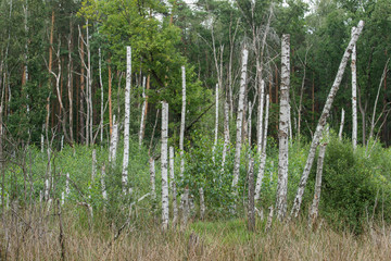 birch trees in wetland, Poland, Europe