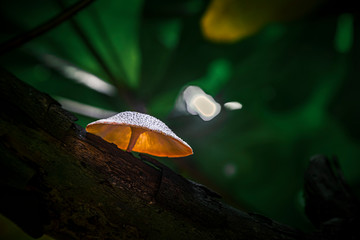 wild mushroom on the tree