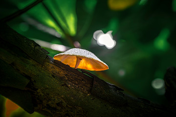 wild mushroom on the tree