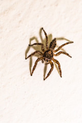 jumping spider macro
