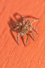 jumping spider macro