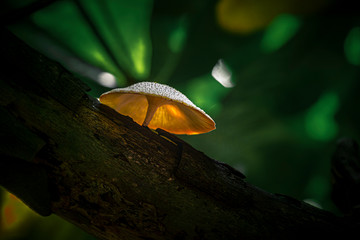 wild mushroom on the tree