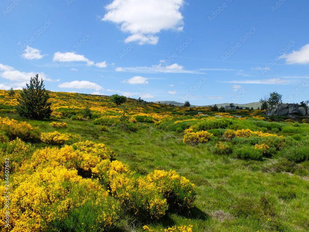 Wall mural Heath with blooming brooms , Cévennes mountains, France