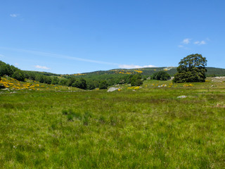 Obraz premium Grassland in the Cévennes mountains, France