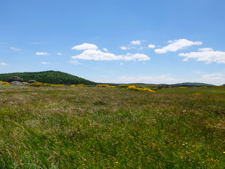 Grassland with flowers in the Cévennes mountains, France