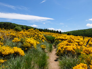 Moor with blooming brooms, Cévennes mountains, France