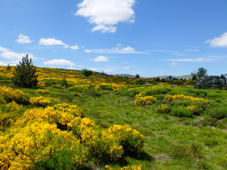 Fototapeta na wymiar Heath with blooming brooms , Cévennes mountains, France