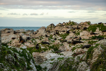Massive New Zealand Seal Colony at Point Kean, Kaikoura 