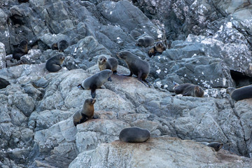 Seal pups in New Zealand after Kaikoura earthquake 