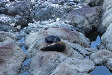 Baby seal drinking mothers milk in Point Kean, Kaikoura, New Zealand 