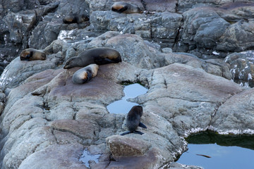 Seal Pups in Ohau lookout point, Kaikoura, New Zealand 