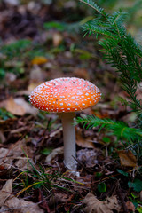 Fly agaricus mushroom