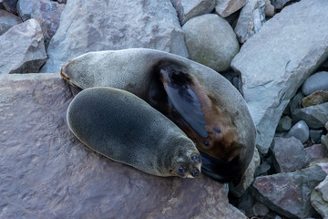 Pup seal with mother in Kaikoura New Zealand 