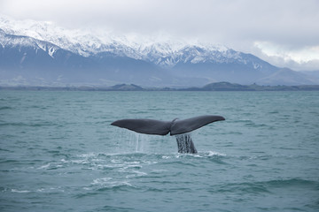 Kaikoura Sperm Whale Fluke with Snowy Mountain Background, New Zealand 