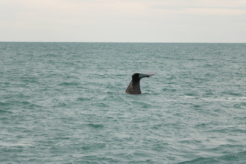 Diving Sperm Whale Tail in New Zealand Kaikoura Trench 