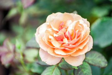 オレンジ色のバラの花