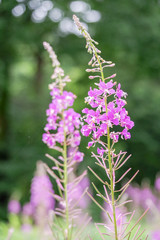 ヤナギランの花