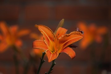 orange lily flower