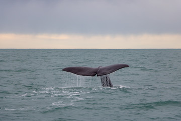 Naklejka premium Whale Tail in New Zealand 