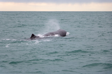 Fototapeta premium Sperm Whale Breaching Surface and Spouting 