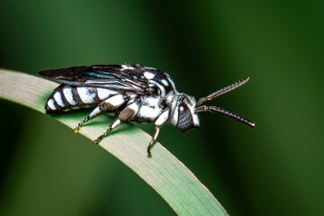 Image of neon cuckoo bee (Thyreus nitidulus) on the green leaves on a natural background with space blur background for text. Insect. Animal.