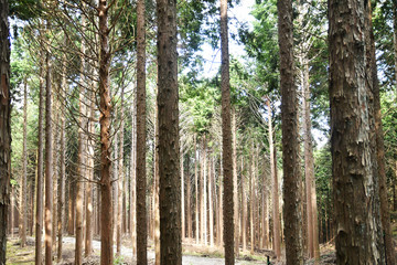 良く手入れされた杉林