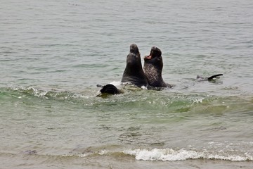 young elephant seal bulls spar on a beach on the central california coast, summer of 2019