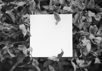 sheet paper on leaf background