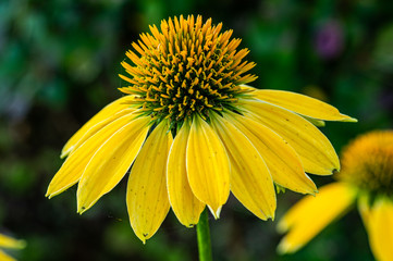 Yellow Coneflower