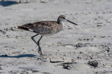 Walking Willet