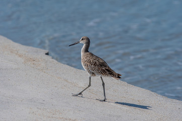 Willet & Water