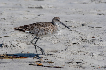 Willet