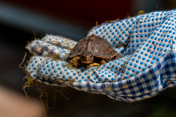 Turtle