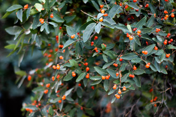 Rowan Small Orange Tree Berry In Mid Summer 