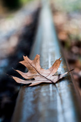 autumn leaves on a railroad track
