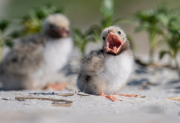 Common Tern Chick 