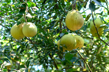Ripe Tangerines hanging from branches, fresh ripe fruits are pink in the harvest. This is a specialty fruit in the West of Vietnam