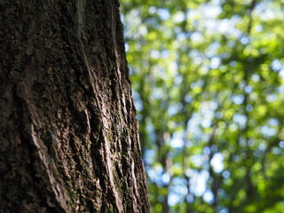 Japanese Summer Photography