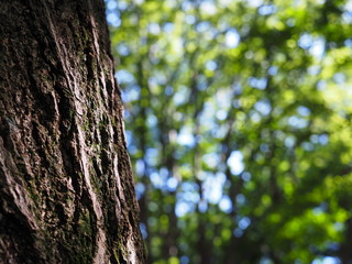 Obraz premium Japanese Summer Photography