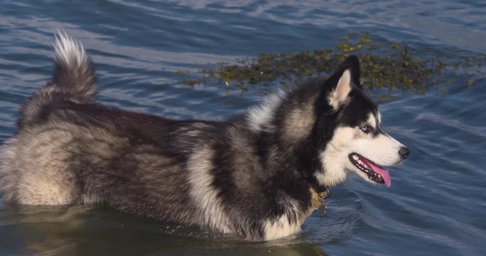 Husky wolf dog breed walking in shallow water lapping alert slow motion